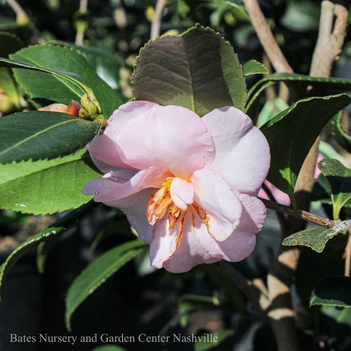 #3 Camellia x Winter&#39;s Interlude / Pink - No Warranty