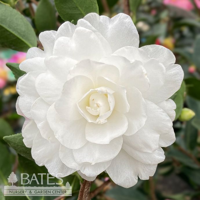 #3 Camellia sas SL October Magic &#39;White Shi-Shi&#39;/ Double White - No Warranty