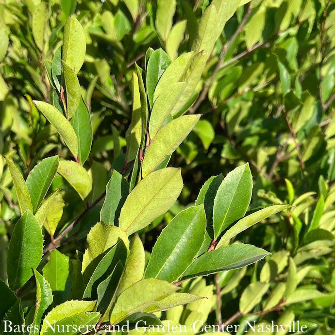 #7 Prunus car Centre Court/ Upright Cherry Laurel Native (R)