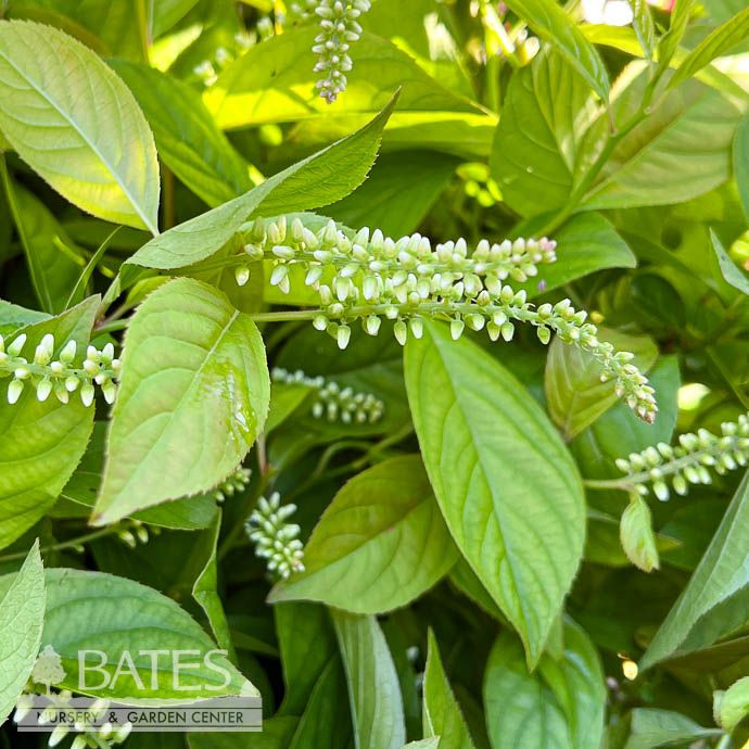 #3 Itea virginica FE Love Child/ Virginia Sweetspire Native (TN)