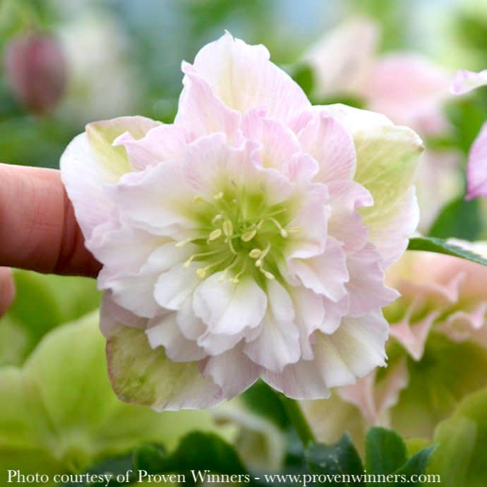 #1 Helleborus PW Wedding Party &#39;Flower Girl&#39;/ Lenten Rose