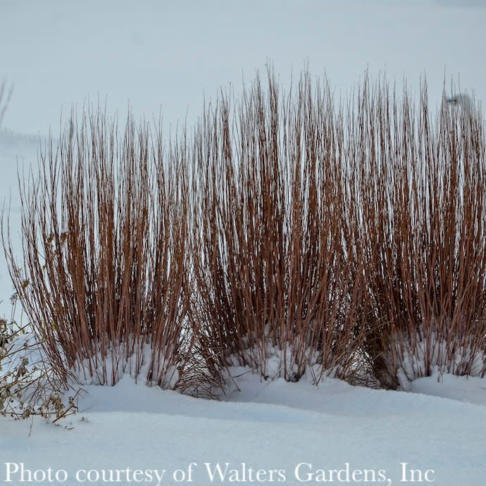 #3 Grass Schizachyrium scop Blue Paradise/ Little Bluestem Native (TN)
