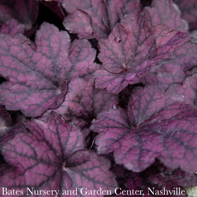 #1 Heuchera x Electric Plum/ Coral Bells