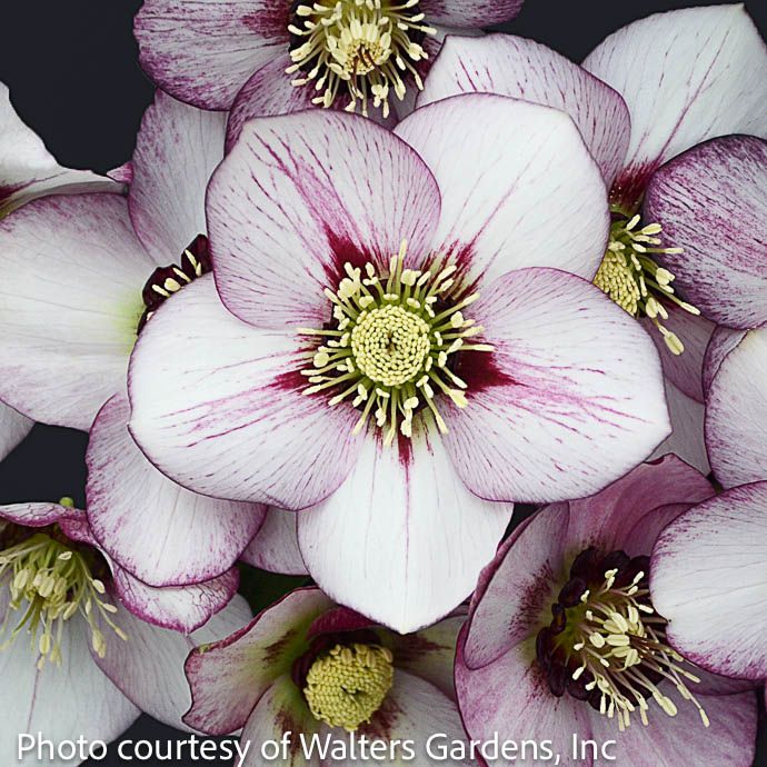 #1 Helleborus x PW Honeymoon 'French Kiss'/ Lenten Rose
