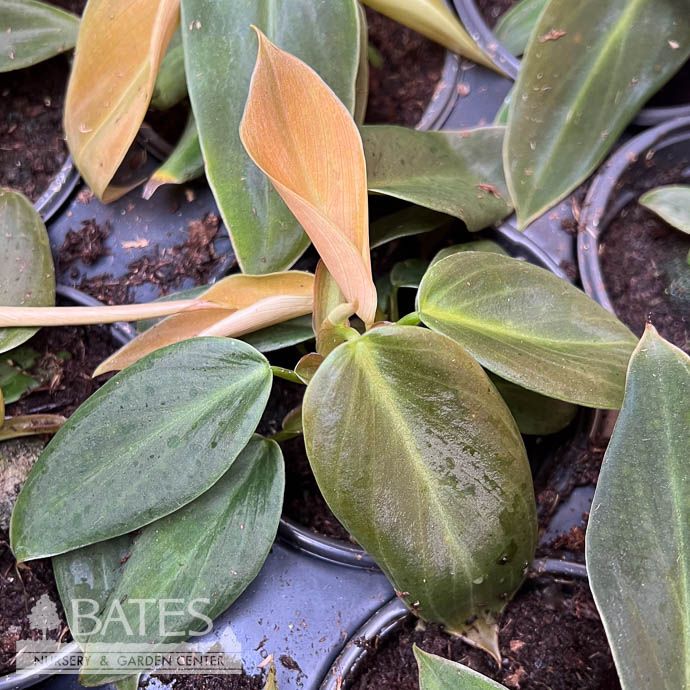 4p! Philodendron Gigas /Tropical