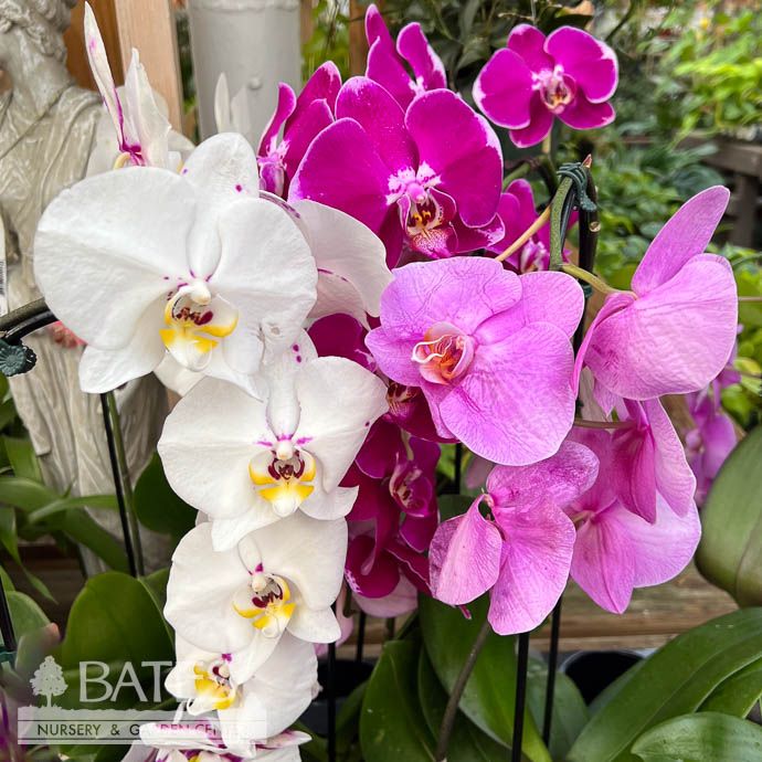 5p! Orchid Phalaenopsis Single Waterfall /Tropical