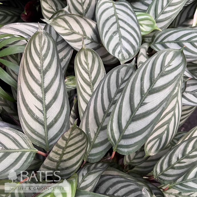 10p! Calathea Exotica /Tropical