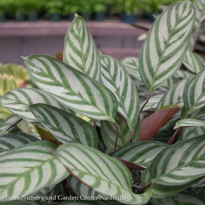 10p! Calathea Exotica /Tropical