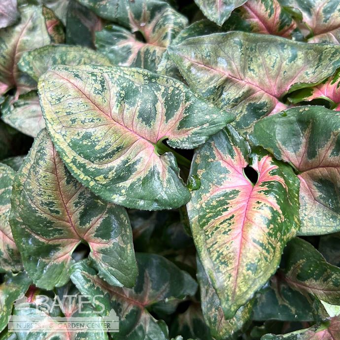 4p! Syngonium Tiffany / Arrowhead Plant /Nephthytis  /Tropical