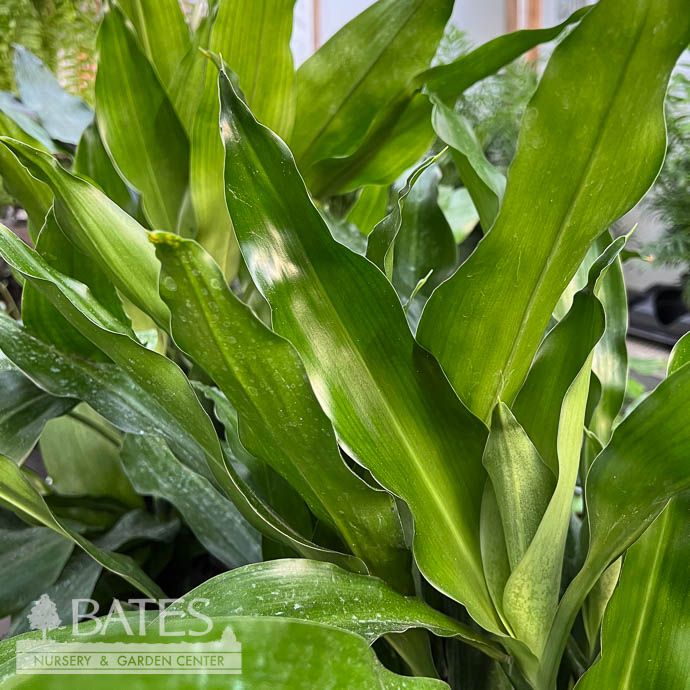 10p! Dracaena Lind Cane Carousel Set /Tropical