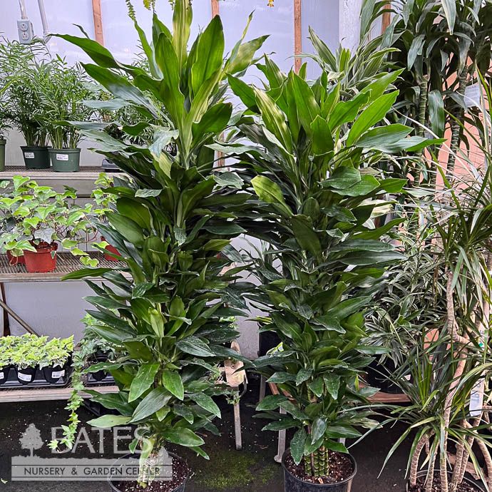 10p! Dracaena Lind Cane Carousel Set /Tropical