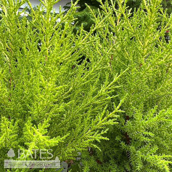 4.5p! Holiday Gold Crest Lemon Cypress - No Warranty