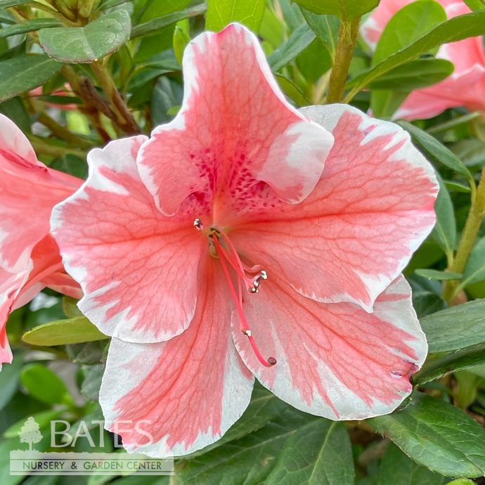 #3 Azalea x Encore Autumn Sunburst/ Repeat Coral Pink w/ White Edges Dwarf