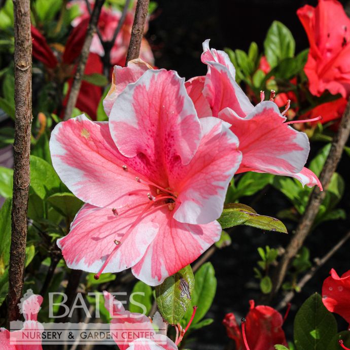 #3 Azalea x Encore Autumn Sunburst/ Repeat Coral Pink w/ White Edges Dwarf