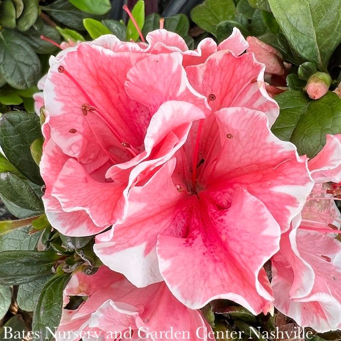 #3 Azalea x Encore Autumn Sunburst/ Repeat Coral Pink w/ White Edges Dwarf
