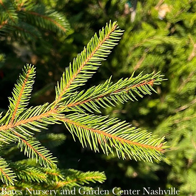 4-5&#39; ft Picea abies/ Norway Spruce - No Warranty
