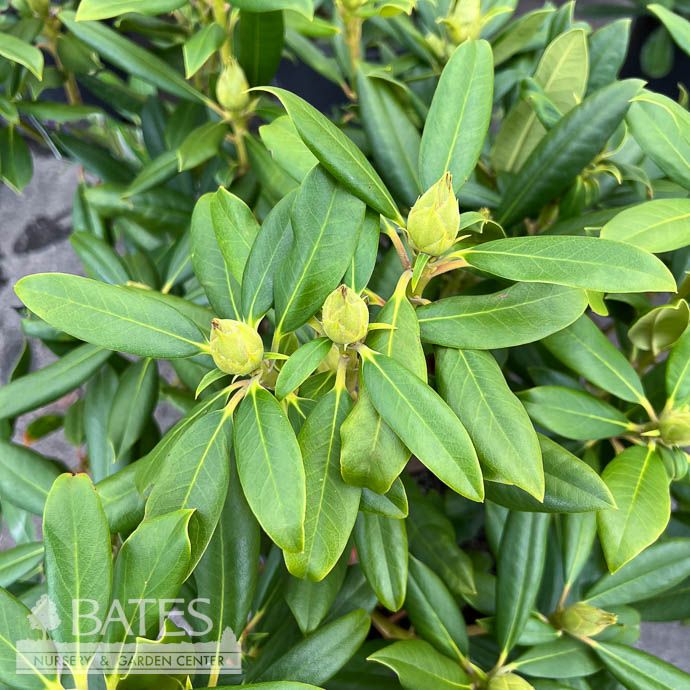 #5 Rhododendron x Roseum Pink / No Warranty