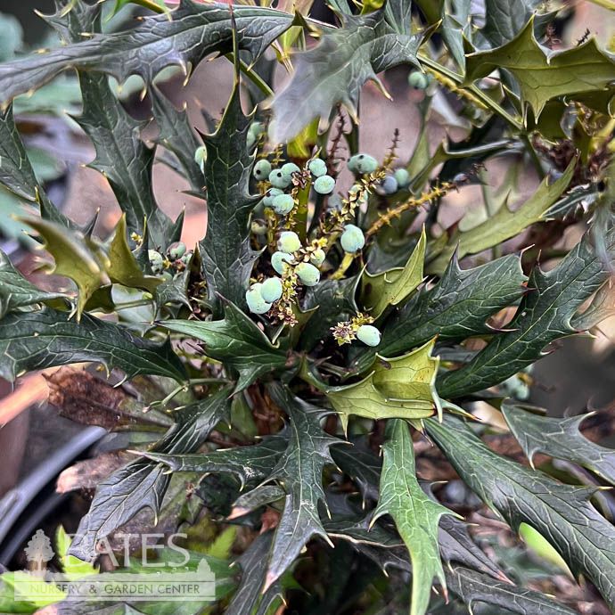 #3 Mahonia x SL Beijing Beauty/ Hybrid