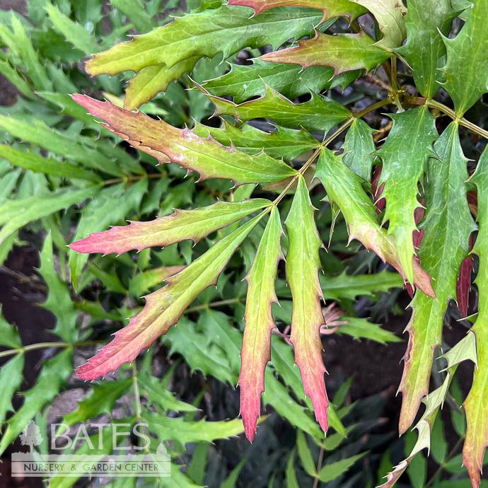 #3 Mahonia x SL Beijing Beauty/ Hybrid