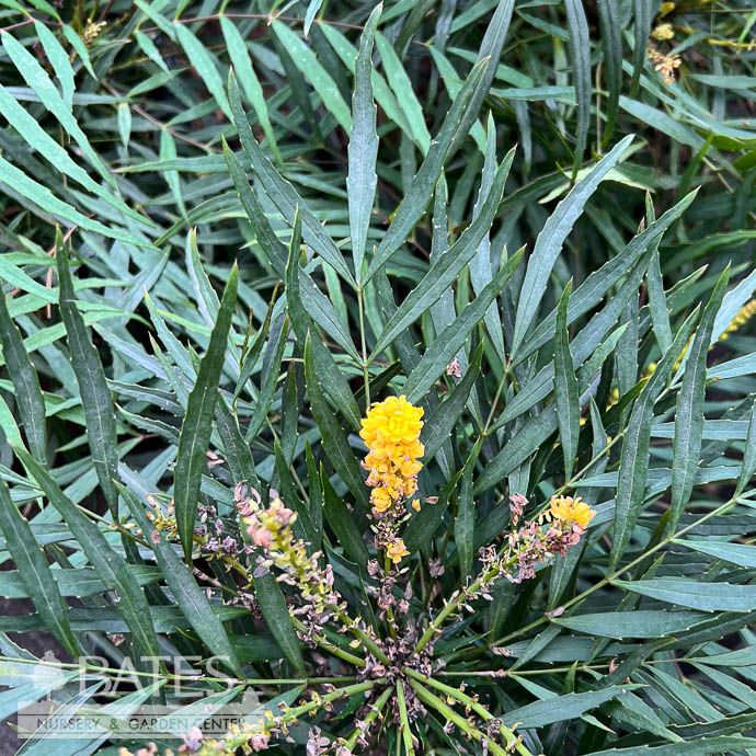 #3 Mahonia eury SL Soft Caress/ Oregon Grape Holly
