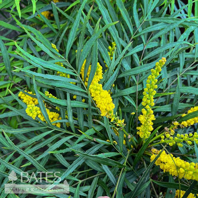#3 Mahonia eury SL Soft Caress/ Oregon Grape Holly