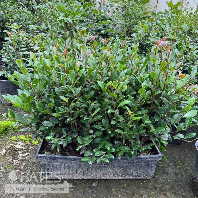 Topiary Hedge Box Camellia sas SL Yuletide/ Red - No Warranty