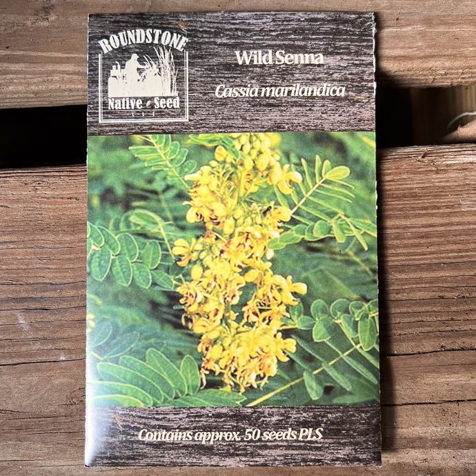 Seed Senna (Cassia) marilandica/ Wild Senna - Roundstone Native (TN)