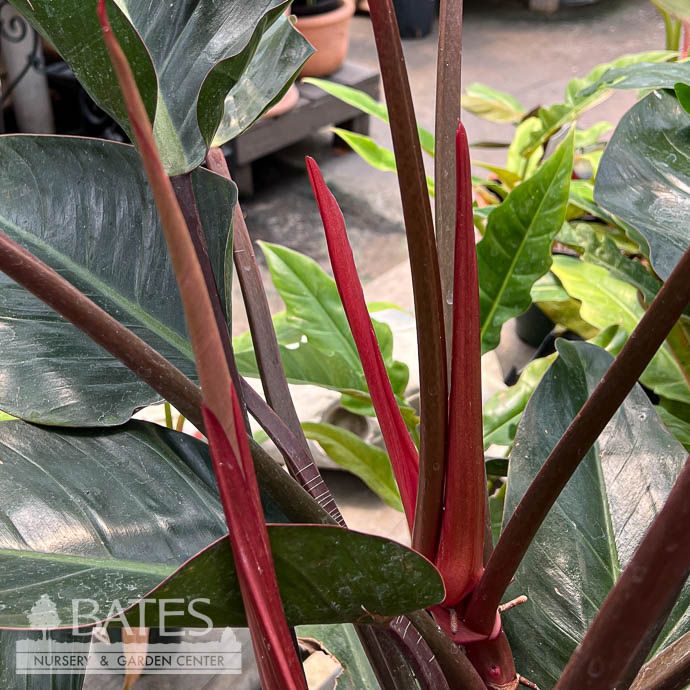 12p! Philodendron Red /Rojo Congo  /Tropical