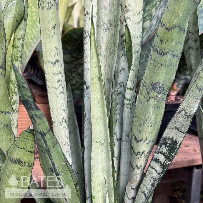 6p! Sansevieria Spearmint /Snake Plant /Mother-in-Law Tongue /Tropical