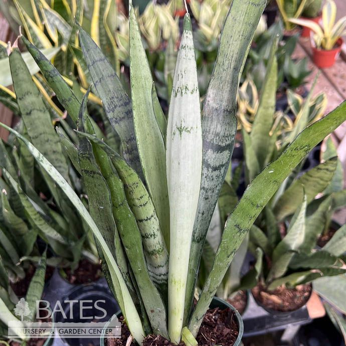 4p! Sansevieria Spearmint /Snake Plant /Mother-in-Law Tongue /Tropical