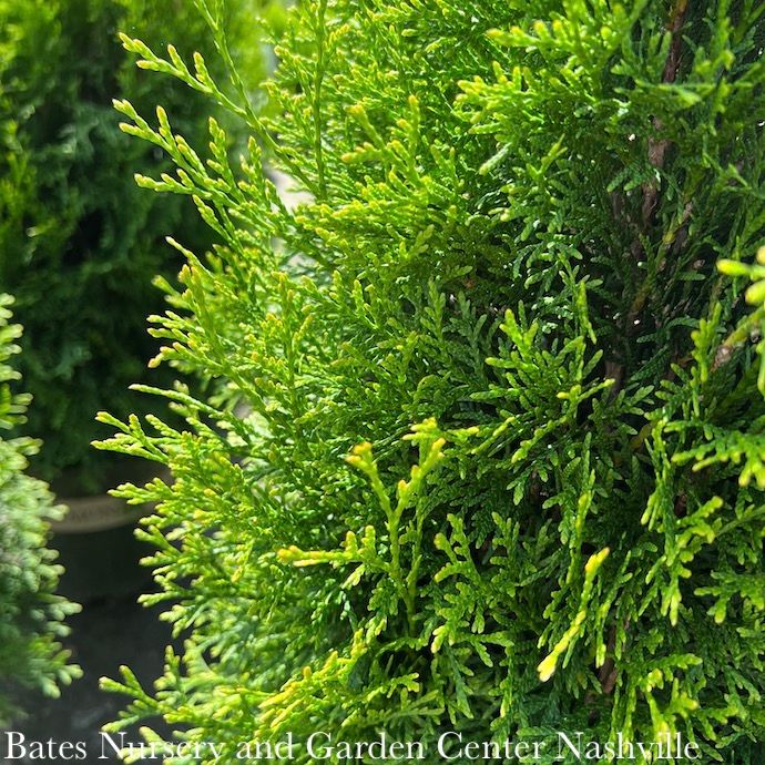 #15  Thuja occ Smaragd 'Emerald Green'/ Columnar Arborvitae
