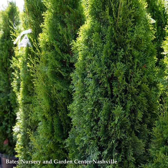 #15  Thuja occ Smaragd 'Emerald Green'/ Columnar Arborvitae