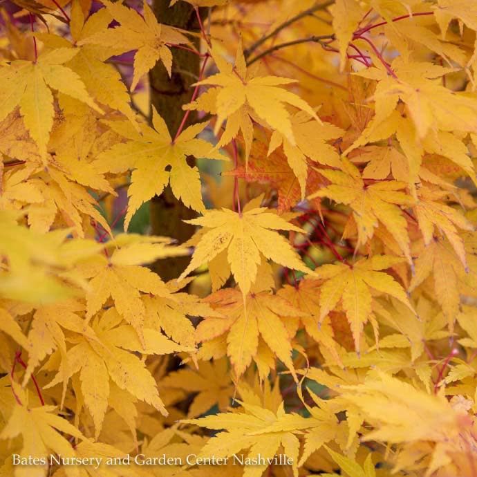 #6 Acer pal Sango kaku/ Upright Coral Bark Japanese  Maple
