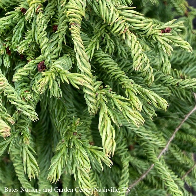 #6 Cryptomeria japonica Spiralis/ Granny&#39;s Ringlets Japanese False Cedar