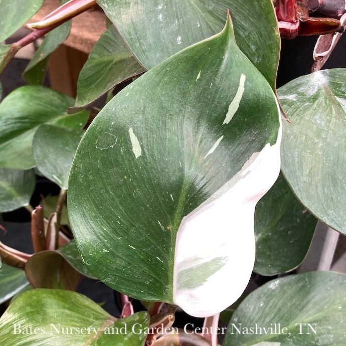 6p! Philodendron White Knight/ Tropical