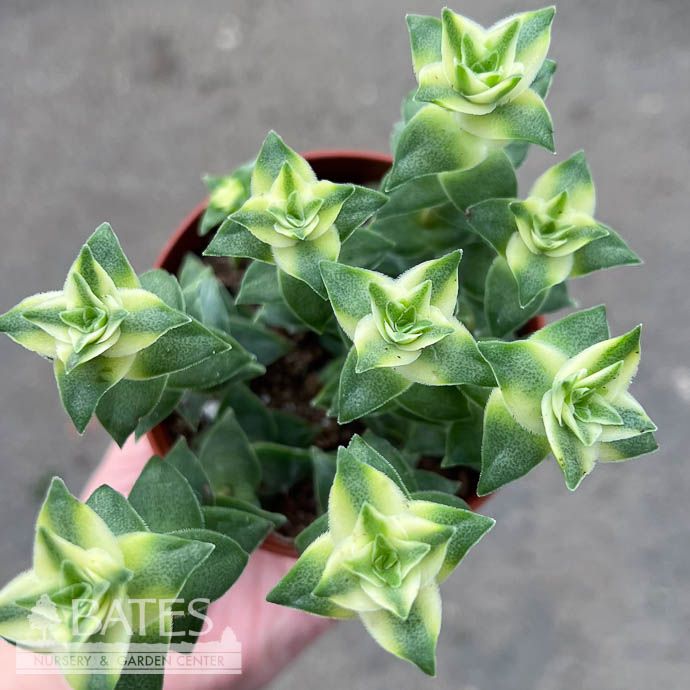 4p! Crassula Jade Buttons Variegated Succulent /Tropical
