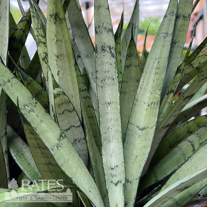 6p! Sansevieria Silver Streak /Snake Plant /Mother-in-Law Tongue /Tropical