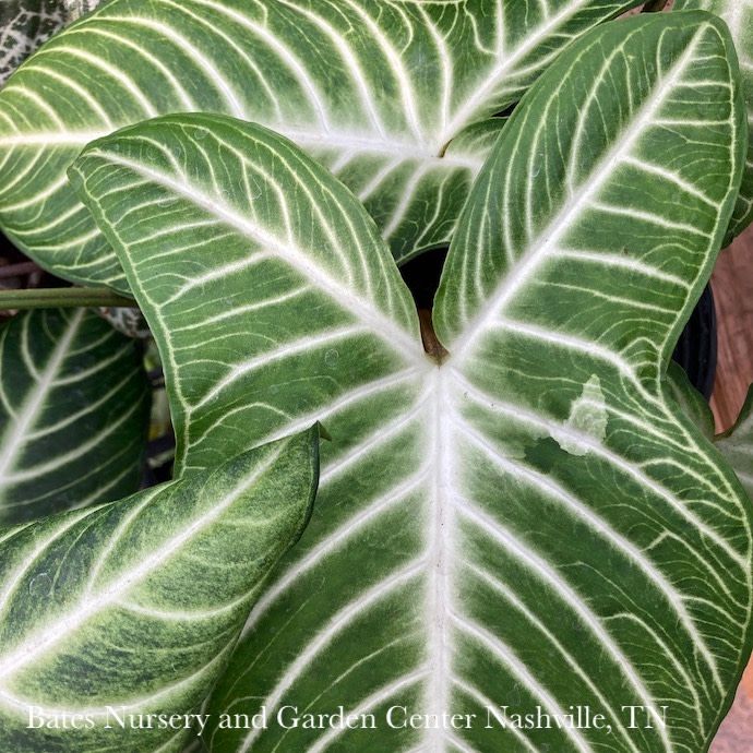 4p! Xanthosoma lindenii Magnificum aka Caladium lindenii /Tropical