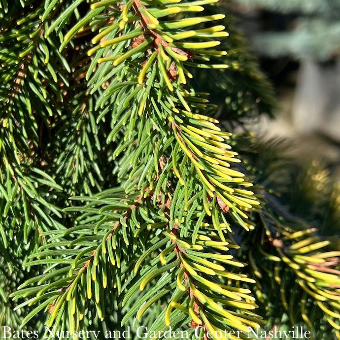 #3 Picea ab Gold Drift/ Weeping Norway Spruce