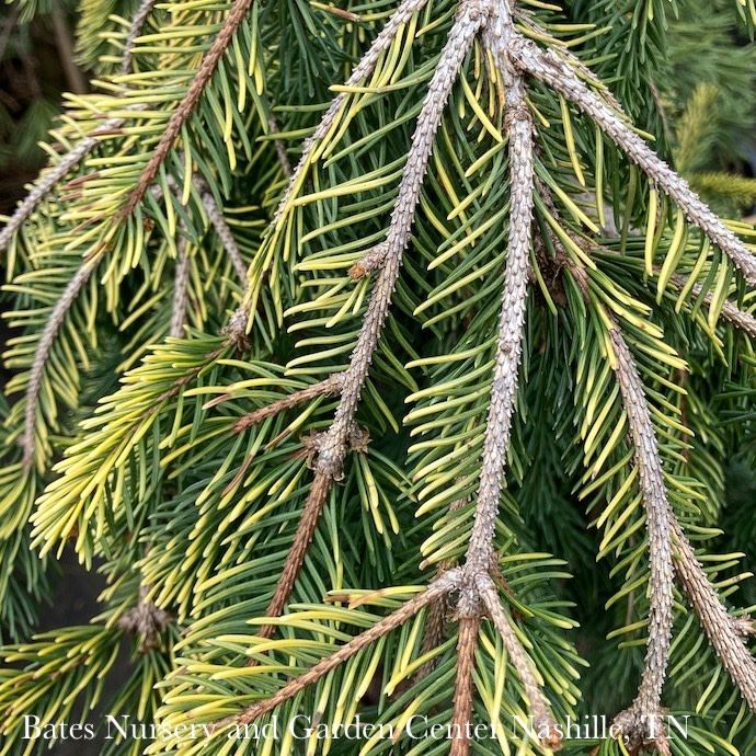 #3 Picea ab Gold Drift/ Weeping Norway Spruce