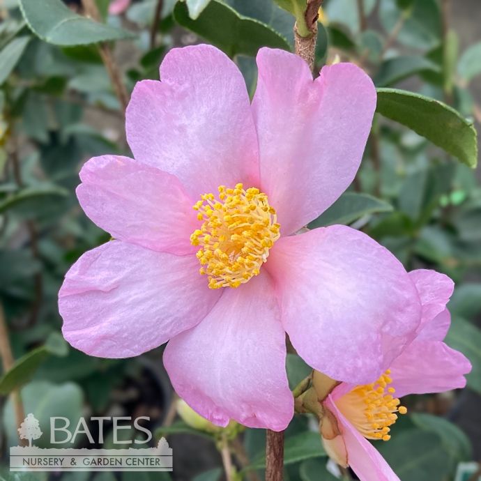 #3 Camellia x Ashton&#39;s Pride/ Pink - No Warranty
