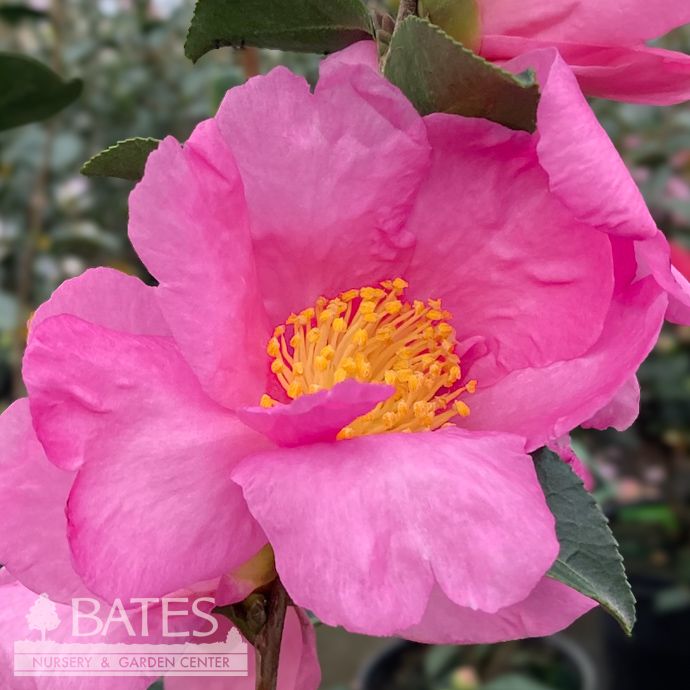 #3 Camellia sas Pink Butterfly - No Warranty