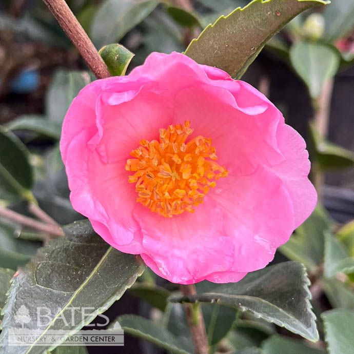 #3 Camellia x Winter&#39;s Fancy/ Pink - No Warranty