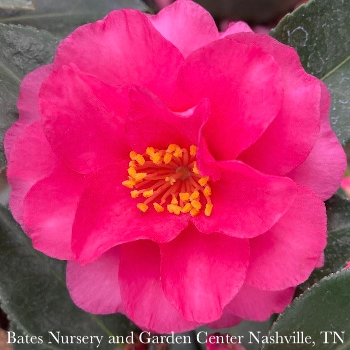 #7 Camellia sas Shishi Gashira/ Hot Pink - No Warranty