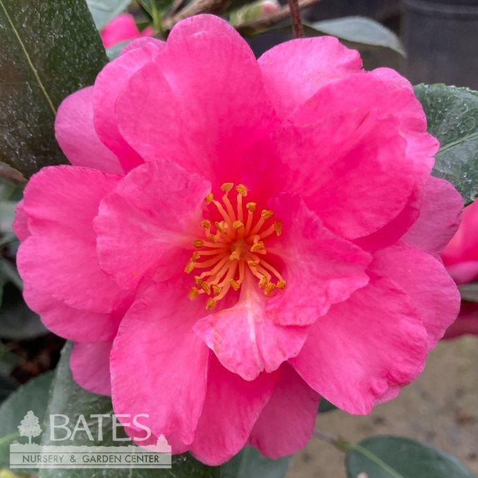 #7 Camellia sas Shishi Gashira/ Hot Pink - No Warranty