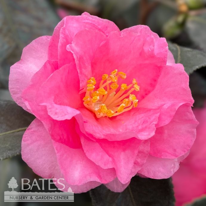 #5 Camellia sas Shishi Gashira/ Hot Pink - No Warranty