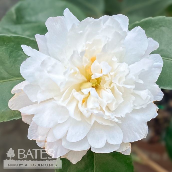 #7 Camellia sas SL October Magic &#39;Ivory&#39;/ White - No Warranty