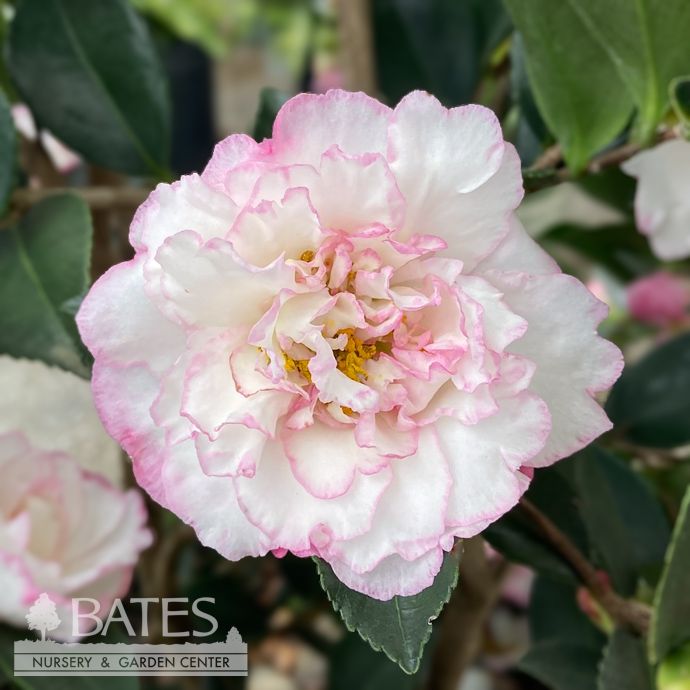 #1 Camellia sas SL October Magic &#39;Inspiration&#39;/ White w/ Magenta Margins - No Warranty