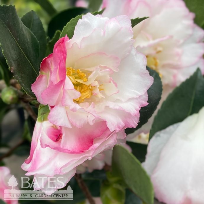 #1 Camellia sas SL October Magic &#39;Inspiration&#39;/ White w/ Magenta Margins - No Warranty