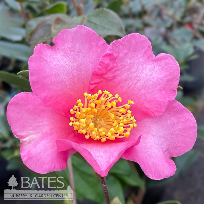 #3 Camellia x Twilight Glow/ Pink - No Warranty